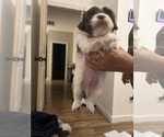Small #2 Shih Tzu