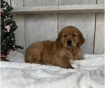 Small Photo #4 Golden Retriever Puppy For Sale in FREDERICKSBURG, OH, USA