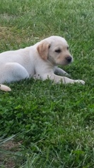 Labrador Retriever Puppy for sale in WAMEGO, KS, USA