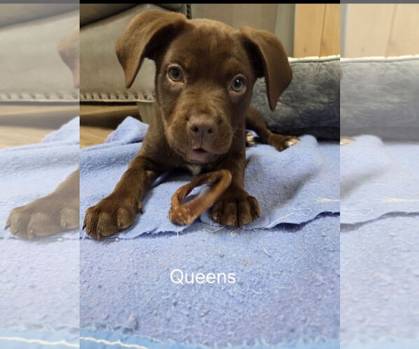 Medium Photo #3 Chocolate Labrador retriever-Unknown Mix Puppy For Sale in Ball Ground, GA, USA
