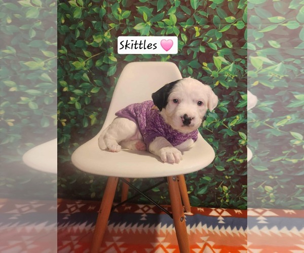 Medium Photo #3 Mutt Puppy For Sale in Clinton , MI, USA