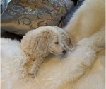 Small Photo #16 Goldendoodle Puppy For Sale in DAVIS, CA, USA