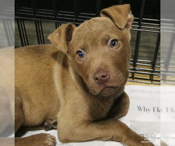 Medium Photo #8 Labrador Retriever-Unknown Mix Puppy For Sale in Washington, DC, USA