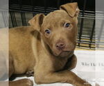 Small #7 Labrador Retriever Mix