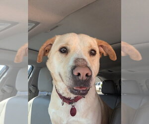 Mutt Dogs for adoption in Boston, MA, USA