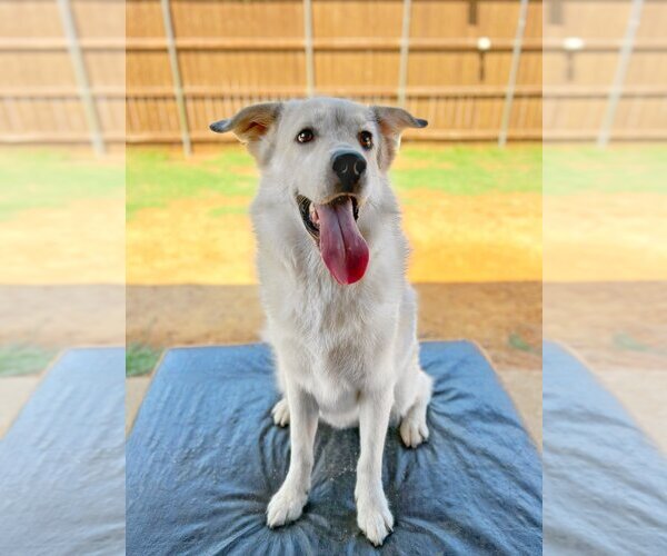 Medium Photo #2 Great Pyrenees-Unknown Mix Puppy For Sale in Flower Mound, TX, USA