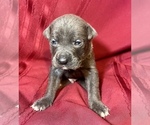 Small Photo #7 Cane Corso Puppy For Sale in LAKE EUFAULA, OK, USA
