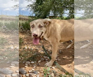 Jojo(now Oakland) - Male Mutt Dog for Adoption - Photo #5