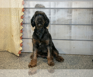 Mother of the Goldendoodle (Miniature) puppies born on 11/25/2025