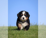 Small #1 Bernese Mountain Dog