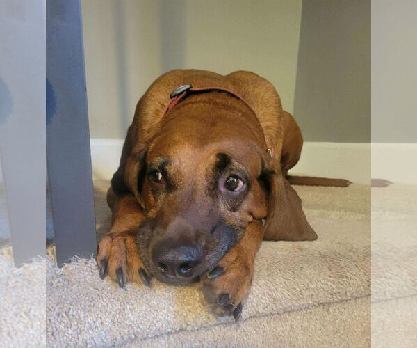 Medium Photo #7 Redbone Coonhound-Unknown Mix Puppy For Sale in Westwood, NJ, USA