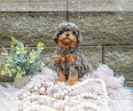 Small Photo #3 Poodle (Miniature) Puppy For Sale in WOLCOTTVILLE, IN, USA