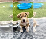 Small #3 Golden Pyrenees