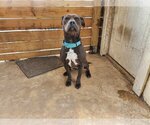 Small #1 American Pit Bull Terrier Mix