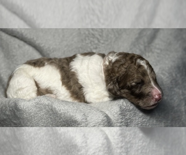 Medium Photo #8 Goldendoodle Puppy For Sale in HOWARD CITY, MI, USA
