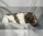 Small #1 Goldendoodle