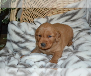 Medium Golden Retriever