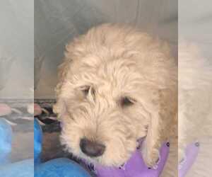 Goldendoodle Puppy for sale in GLADEWATER, TX, USA