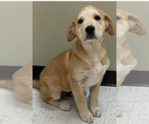 Great Pyrenees-Unknown Mix Dogs for adoption in Mooresville, NC, USA