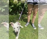 Small #2 German Shepherd Dog