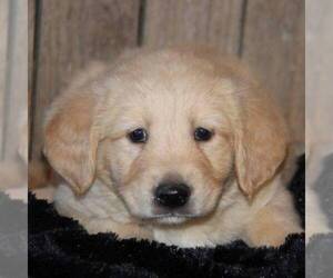 Golden Retriever Puppy for sale in STANLEY, WI, USA