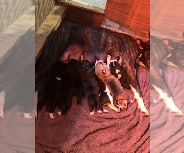 Medium Photo #15 American Pit Bull Terrier-Bullmastiff Mix Puppy For Sale in PINEBLUFF, NC, USA