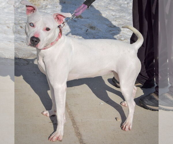 Medium Photo #2 American Bulldog-American Staffordshire Terrier Mix Puppy For Sale in Huntley, IL, USA