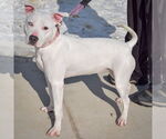 Small #1 American Bulldog-American Staffordshire Terrier Mix