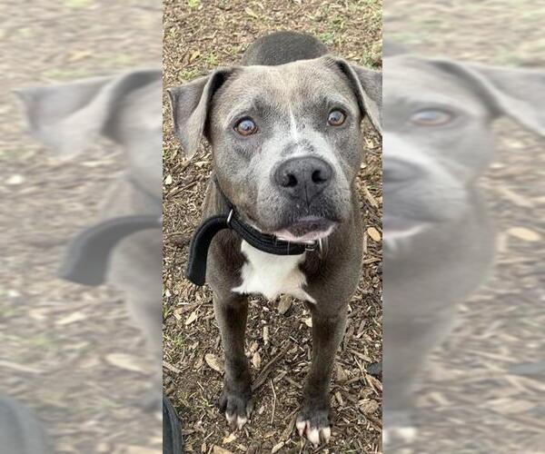 Medium Photo #1 American Staffordshire Terrier-Unknown Mix Puppy For Sale in San Antonio, TX, USA