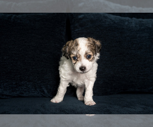 Morkie-Poodle (Miniature) Mix Puppy for Sale in LOS ANGELES, California USA