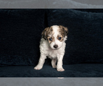 Puppy 1 Morkie-Poodle (Miniature) Mix