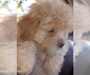 ShihPoo Puppy for sale in WAKEFIELD, RI, USA