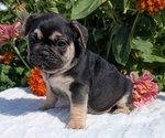 Small #2 French Bulldog