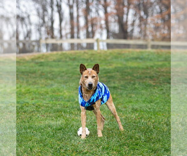 Medium Photo #4 Mutt Puppy For Sale in Unionville, PA, USA