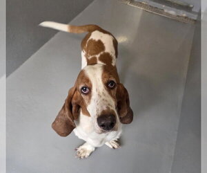 Amiya - Female Basset Hound Dog for Adoption - Photo #2