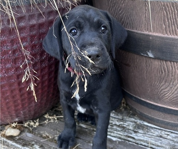 Medium Photo #20 German Shorthaired Lab Puppy For Sale in TACOMA, WA, USA