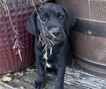 Puppy Oreo German Shorthaired Lab