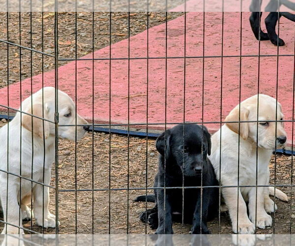 Medium Photo #4 Labrador Retriever Puppy For Sale in SHELTON, WA, USA