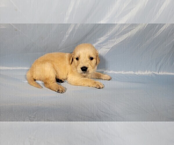 Medium Photo #3 Golden Retriever Puppy For Sale in FALCON, CO, USA
