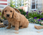 Small #2 Goldendoodle
