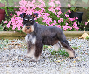 Mother of the Schnauzer (Miniature) puppies born on 09/12/2025