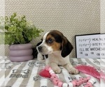 Small #2 Beagle