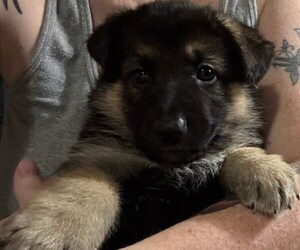 German Shepherd Dog Puppy for sale in SACRAMENTO, CA, USA