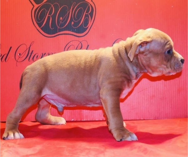Medium Photo #16 American Bully Puppy For Sale in TRENTON, NJ, USA
