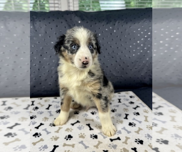 Medium Photo #7 Australian Shepherd Puppy For Sale in SALISBURY, NC, USA