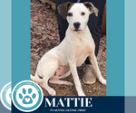 Small #1 Boxer Mix