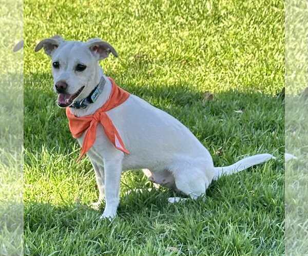 Medium Photo #2 Mutt Puppy For Sale in Escondido, CA, USA