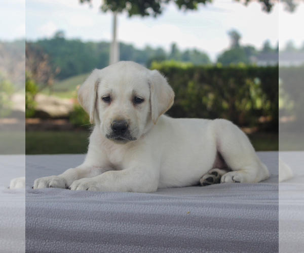 Medium Photo #5 Labrador Retriever Puppy For Sale in GAP, PA, USA
