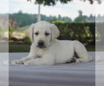 Small Photo #5 Labrador Retriever Puppy For Sale in GAP, PA, USA