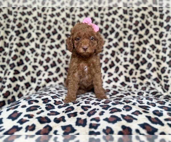 Medium Photo #5 Cockapoo (Miniature) Puppy For Sale in LAKELAND, FL, USA